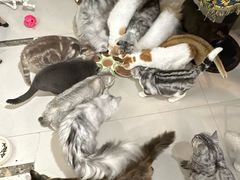 -平行世界·猫咖(首经贸店)