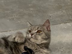 -楼上猫咖(罗湖店)
