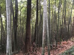 -杭州半山国家森林公园