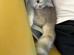 -momokira米努特·德文卷毛猫·棉花面纱犬