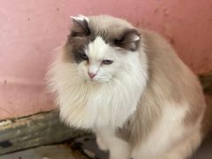 -喵匠猫主题咖啡(凯德和平广场店)