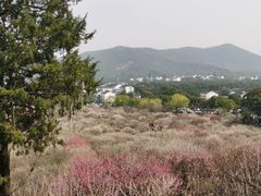 -香雪海