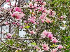 -晓港公园
