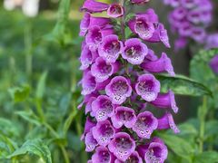 -上海滨江森林公园