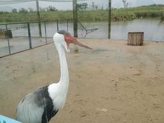 -盐城丹顶鹤湿地生态旅游区