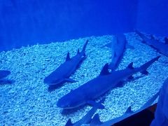 -华夏文旅西安度假区