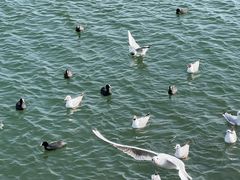 -洱海月湿地公园