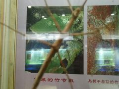 -上海昆虫博物馆