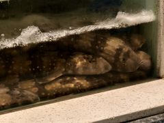 -至尊鲨鱼·原烹海鲜·新浙菜(拱宸桥店)