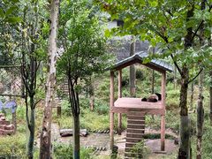 -中国大熊猫保护研究中心雅安碧峰峡基地