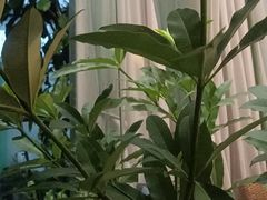 -Mann thai spa曼泰·泰式按摩(陈村店)