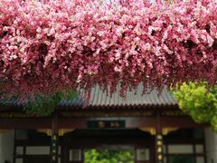 -南汇桃花村