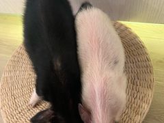 -浣熊柯尔鸭土拨鼠·电玩咖