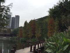 -重庆彩云湖湿地公园