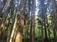 -武陵山森林公园