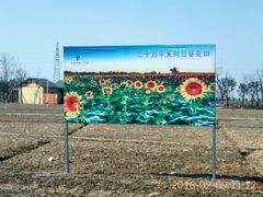 -杭州湾海上花田景区