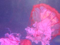 -海合安武汉极地海洋公园