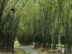 -深圳仙湖植物园