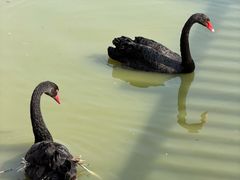 -无锡动物园·太湖欢乐园