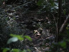 -深圳仙湖植物园