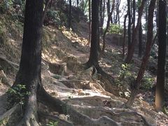 -南山植物园