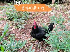 -漫山居私汤民宿全竹宴