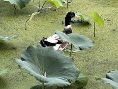 -莲湖公园