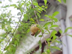 -西园戒幢律寺