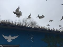 -青城公园