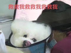 -艾贝尔宠物诊疗