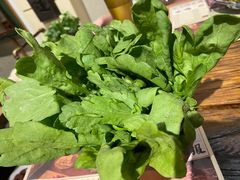 广东茼蒿-十六蒲(桂林路店)