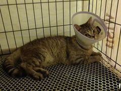 -瑞派宠物医院·犬猫全科·猫友好(宾水西道店)