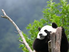 -卧龙中华大熊猫苑神树坪基地