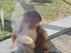 -大连森林动物园