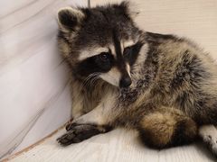 -浣熊柯尔鸭土拨鼠·电玩咖
