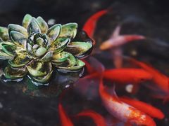 -江宁会馆(劈柴院店)