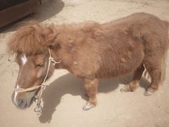 -鄂尔多斯野生动物园