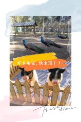 -萌宠亲子动物乐园(槐房万达店)