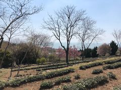 -石老人观光园