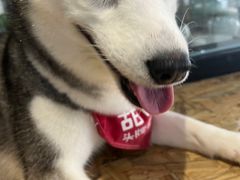 -Husky Go! 哈士奇体验馆·宠物咖啡厅狗咖