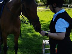 -北京群众马术培训基地