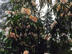 -硗碛藏寨·神木垒景区