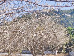 -广州市流溪河国家森林公园