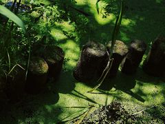 -西湖风景区-江洋畈生态公园