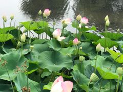 -墨尔本皇家植物园