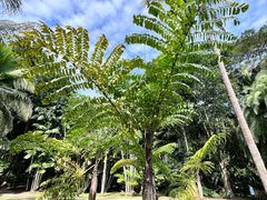 -中国科学院西双版纳热带植物园