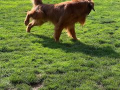 -趣玩宠物乐园寄养训犬训狗游泳池