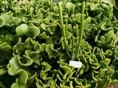 -南通洲际绿博园