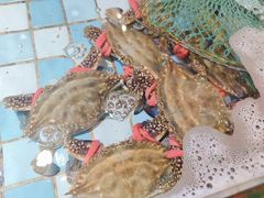 -四海蒸鲜蒸汽海鲜自助(北戴河店)