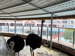 -芜湖新华联大白鲸海洋公园